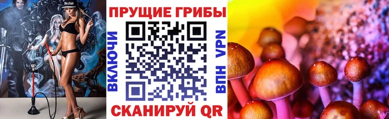 Купить  Кропоткин  Псилоцибиновые грибы Psilocybine cubensis 